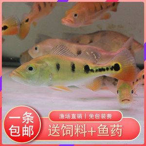 紅老虎魚混養龍魚：紅老虎魚和龍魚可以混養嗎