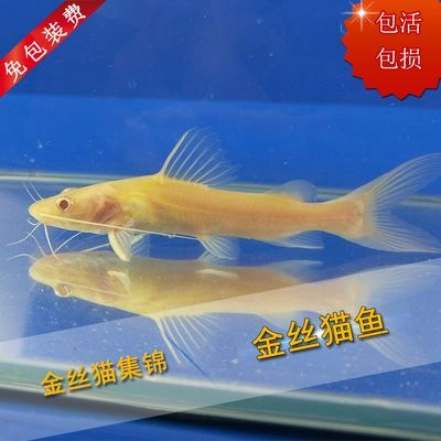 招財(cái)貓魚和龍魚能混養(yǎng)嗎（招財(cái)貓魚和龍魚可以混養(yǎng)嗎？）