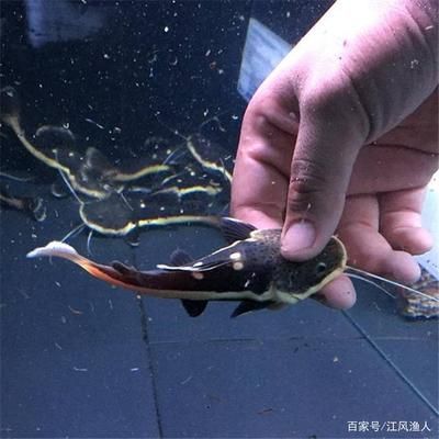 招財(cái)貓魚和龍魚能混養(yǎng)嗎（招財(cái)貓魚和龍魚可以混養(yǎng)嗎？）