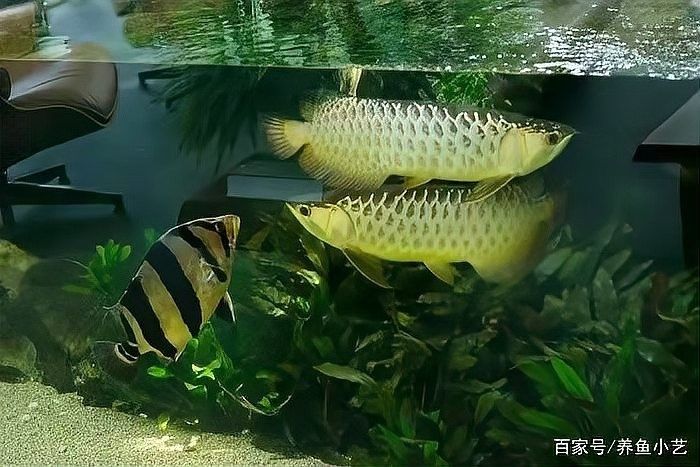 龍魚鳳魚虎魚可以混養嗎
