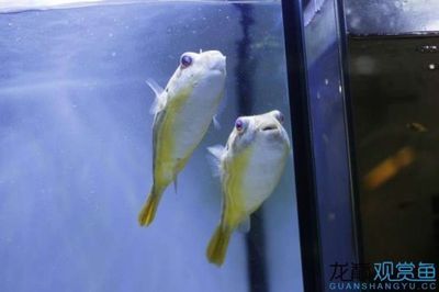 龍魚和皇冠狗頭混養的可能性（皇冠狗頭和龍魚可以混養嗎）