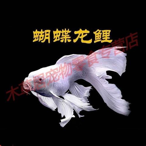 龍魚能和蝴蝶錦鯉混養嗎圖片