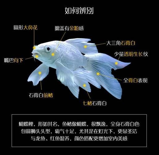 龍魚能和蝴蝶錦鯉混養嗎圖片