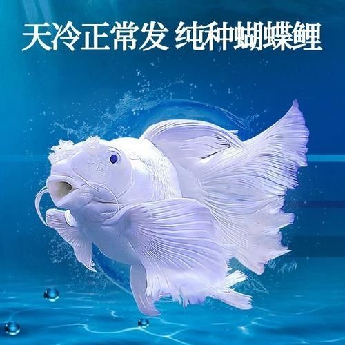 龍魚能和蝴蝶錦鯉混養嗎圖片