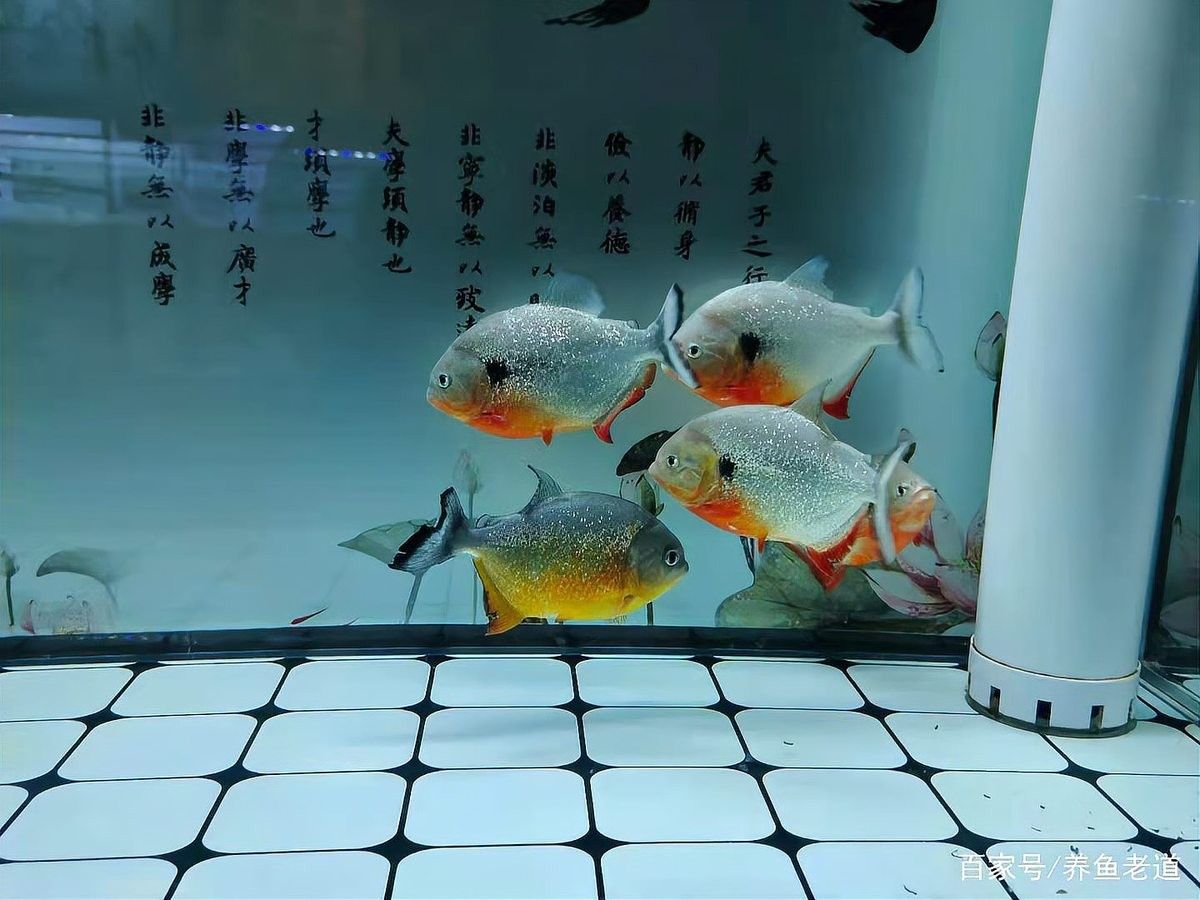 龍魚能和蝴蝶錦鯉混養嗎圖片