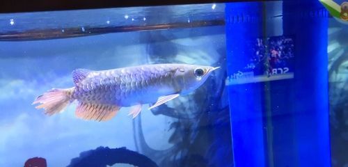 龍魚會不會吃清道夫：龍魚會不會吃清道夫？