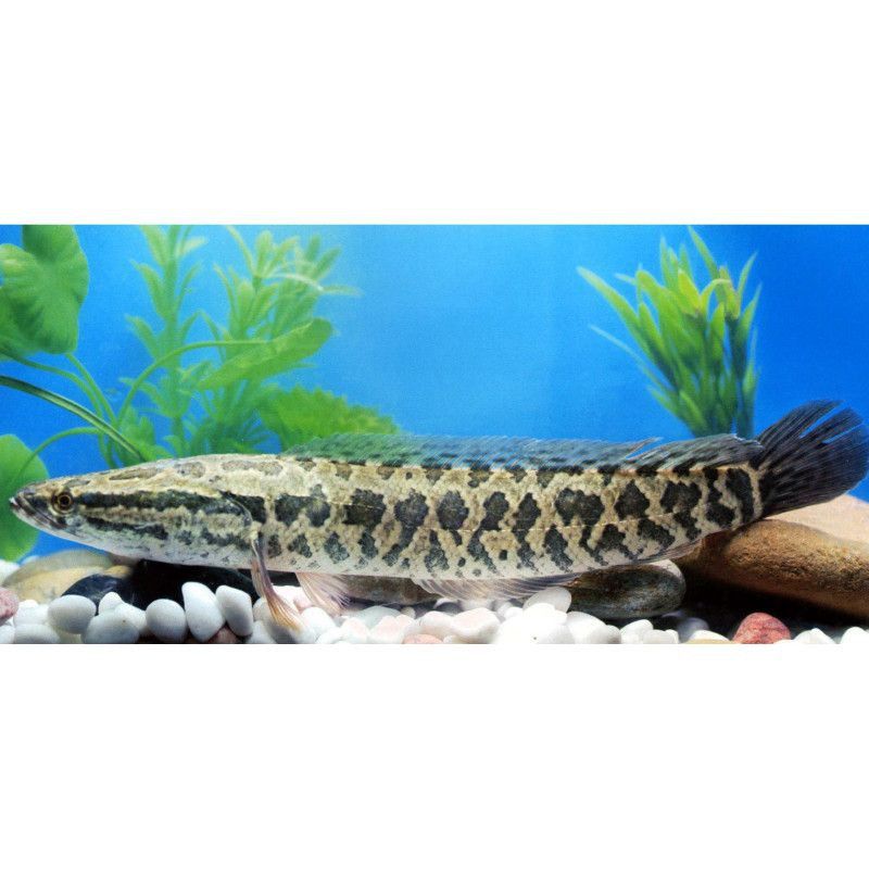 鱧魚俗稱什么魚 鱧魚俗稱什么魚 龍魚百科 第2張