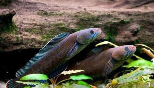 鱧魚俗稱什么魚 鱧魚俗稱什么魚 龍魚百科 第3張