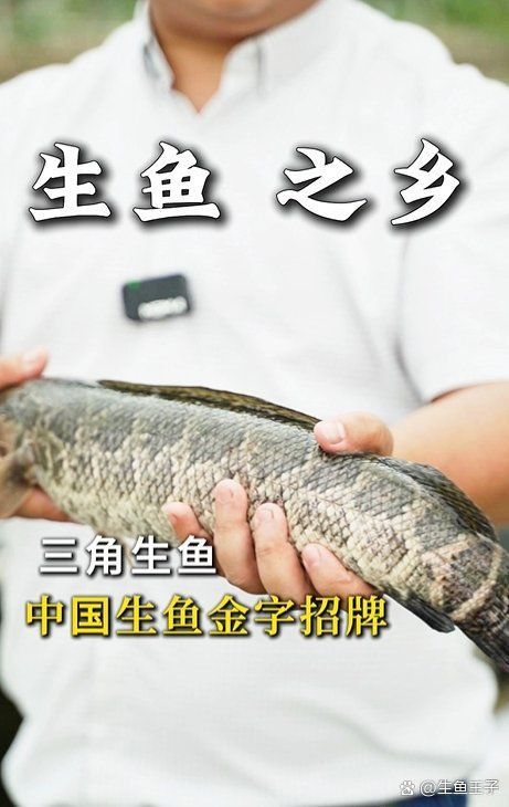 鱧魚俗稱什么魚 鱧魚俗稱什么魚 龍魚百科 第4張