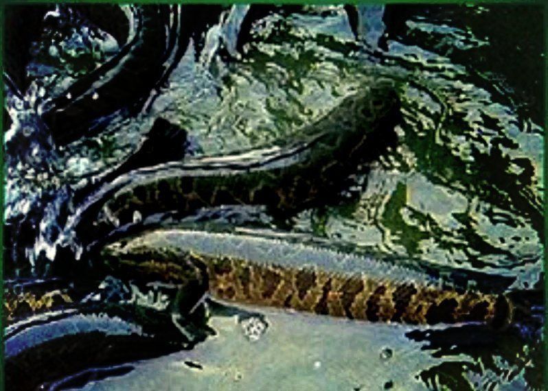 鱧魚俗稱什么魚 鱧魚俗稱什么魚 龍魚百科 第5張