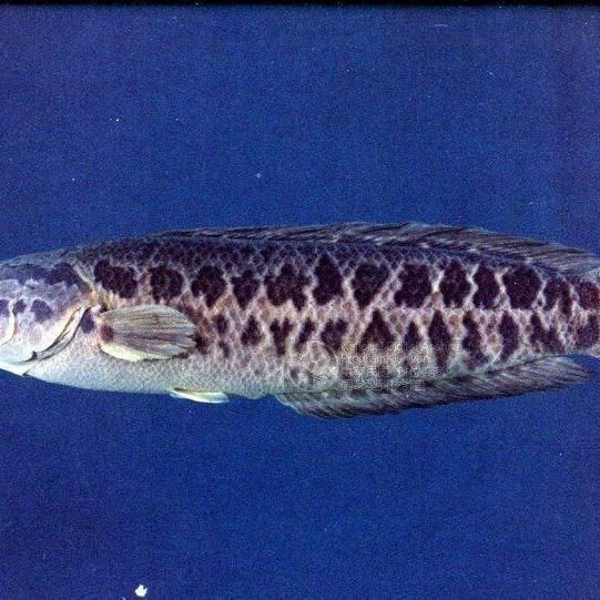 鱧魚俗稱什么魚 鱧魚俗稱什么魚 龍魚百科 第6張