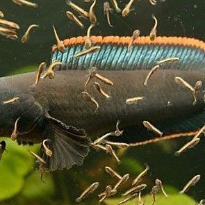 鱧魚俗稱什么魚 鱧魚俗稱什么魚 龍魚百科 第7張