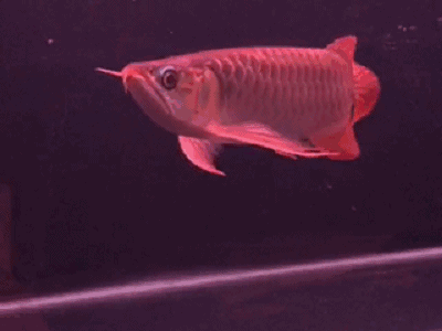 有沒有更多提供紅龍魚動態壁紙的平臺？ 有沒有更多提供紅龍魚動態壁紙的平臺？ 龍魚百科 第1張