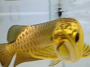 有沒有更多提供紅龍魚動態壁紙的平臺？ 有沒有更多提供紅龍魚動態壁紙的平臺？ 龍魚百科 第15張