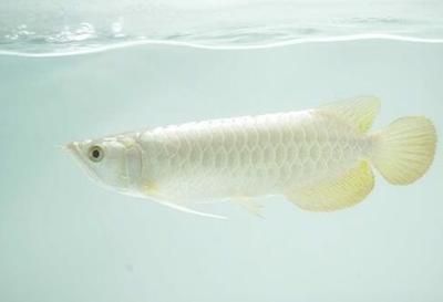喂銀龍魚的小魚,一次放多少進(jìn)缸：喂銀龍魚的小魚的量取決于銀龍魚的體長(zhǎng)和喂食頻率 喂銀龍魚的小魚,一次放多少進(jìn)缸：喂銀龍魚的小魚的量取決于銀龍魚的體長(zhǎng)和喂食頻率 龍魚百科 第1張