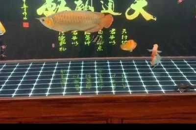 喂銀龍魚的小魚,一次放多少進(jìn)缸：喂銀龍魚的小魚的量取決于銀龍魚的體長(zhǎng)和喂食頻率 喂銀龍魚的小魚,一次放多少進(jìn)缸：喂銀龍魚的小魚的量取決于銀龍魚的體長(zhǎng)和喂食頻率 龍魚百科 第2張