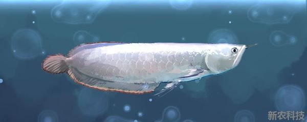 喂銀龍魚的小魚,一次放多少進(jìn)缸：喂銀龍魚的小魚的量取決于銀龍魚的體長(zhǎng)和喂食頻率 喂銀龍魚的小魚,一次放多少進(jìn)缸：喂銀龍魚的小魚的量取決于銀龍魚的體長(zhǎng)和喂食頻率 龍魚百科 第3張