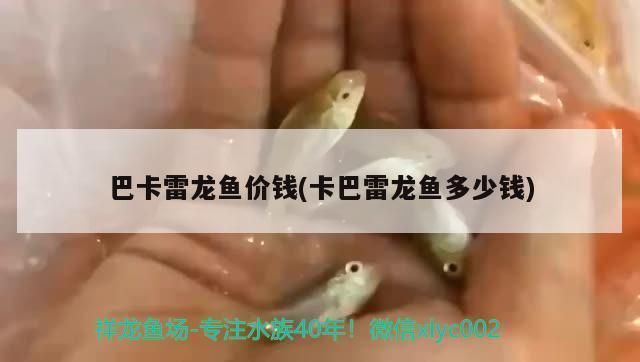 巴卡雷龍魚價格，巴卡雷龍魚價格受到多種因素影響巴卡雷龍魚價格受到多種影響