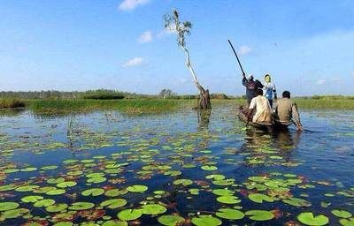 幾百萬的龍魚：幾百萬條龍魚養殖的可行性與經濟效益及環境影響