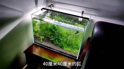 龍魚身體扭曲怎么辦視頻：龍魚身體扭曲怎么辦，原因分析與解決方案