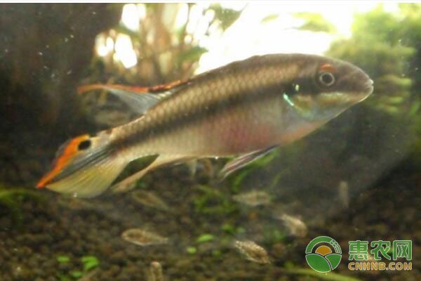 紅龍魚最貴的品種排名榜前十名視頻大全：紅龍魚最貴的品種排名榜前十名視頻解析 紅龍魚最貴的品種排名榜前十名視頻大全：紅龍魚最貴的品種排名榜前十名視頻解析 龍魚百科 第2張