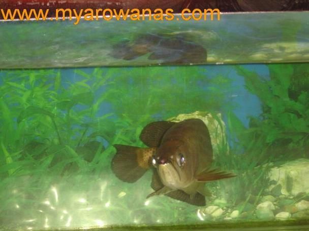 龍魚白霉病圖片