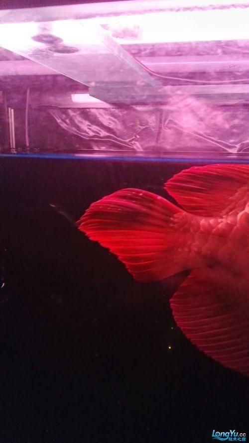 龍魚白霉病圖片