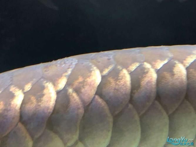 龍魚白霉病圖片