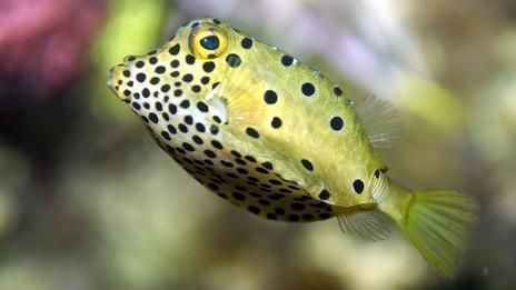 龍魚造型的車磲，猛士917蛟龍戰甲設計元素解析龍魚造型汽車發展趨勢 龍魚造型的車磲，猛士917蛟龍戰甲設計元素解析龍魚造型汽車發展趨勢 龍魚百科