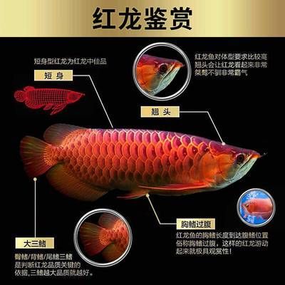 金龍魚體型：關于金龍魚體型特征的詳細介紹