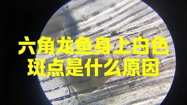 六角龍身上長白斑的病因