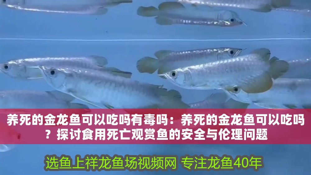 養死的金龍魚可以吃嗎有毒嗎：養死的金龍魚可以吃嗎？探討食用死亡觀賞魚的安全與倫理問題