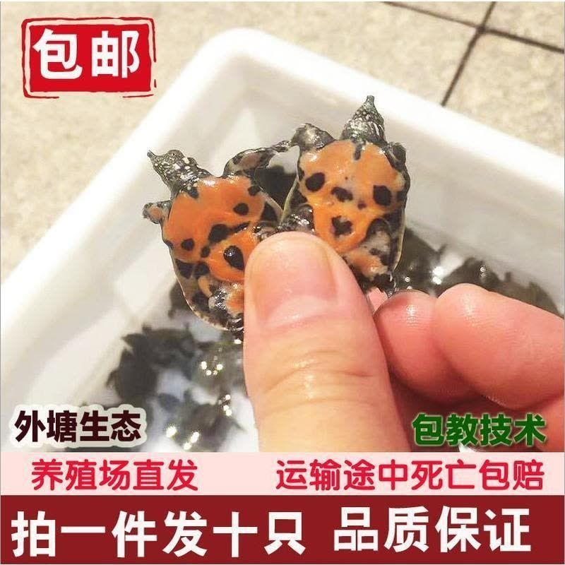 養死的金龍魚可以吃嗎有毒嗎：養死的金龍魚可以吃嗎？探討食用死亡觀賞魚的安全與倫理問題