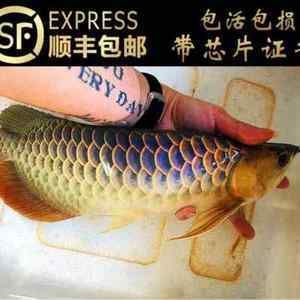 龍魚帶芯片的含義（什么是龍魚帶芯片） 龍魚帶芯片的含義（什么是龍魚帶芯片） 龍魚百科 第5張