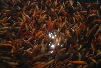 龍魚在冷水能活嗎多久能死：如何提高龍魚免疫力，龍魚冷水環境應急措施 龍魚在冷水能活嗎多久能死：如何提高龍魚免疫力，龍魚冷水環境應急措施 龍魚百科