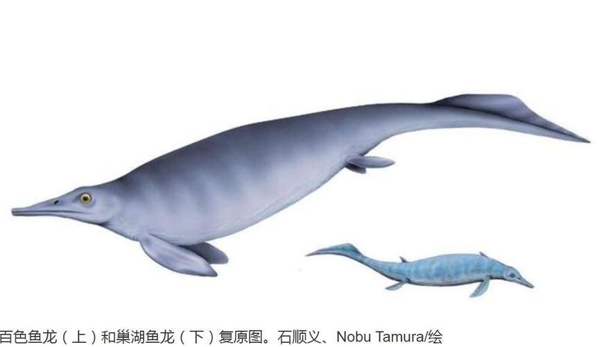 魚龍真實圖片