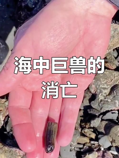 魚龍真實圖片