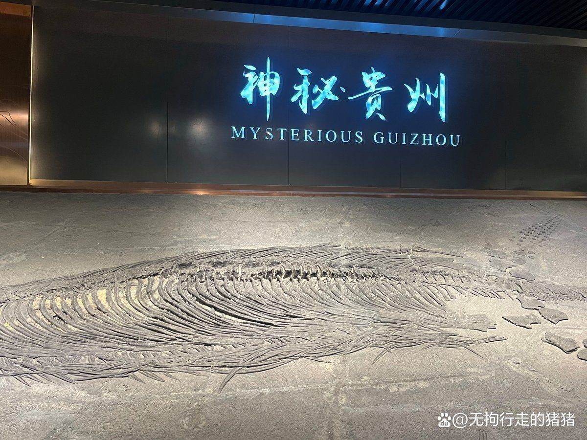 魚龍真實圖片