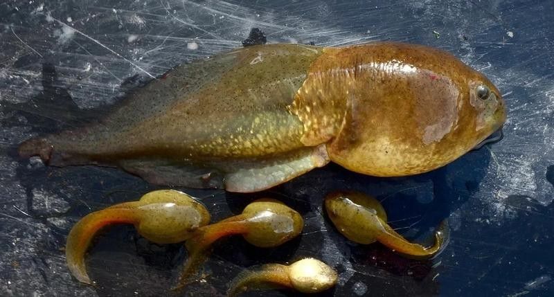 銀龍魚能吃蝌蚪嗎圖片