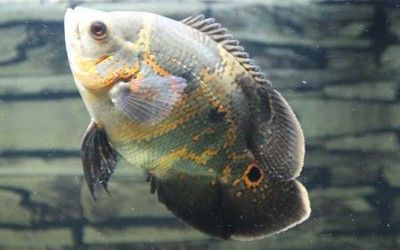 血喉斑馬孔雀龍魚：血喉孔雀龍魚視頻，觀賞與飼養的終極指南
