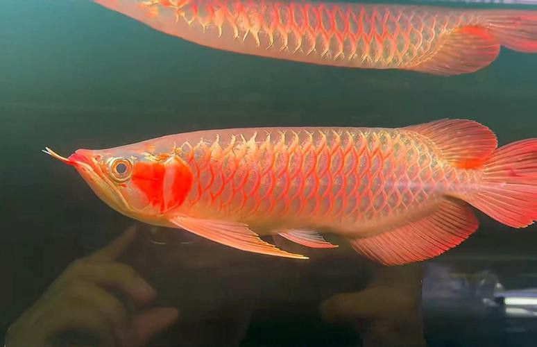 紅龍魚品種排行圖片大全欣賞