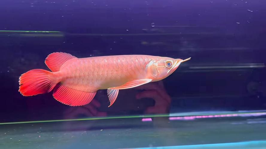 紅龍魚品種排行圖片大全欣賞