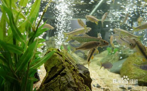 彩蝶龍魚缸有便宜點的嗎多少錢：彩蝶龍魚缸有便宜點的嗎？選購指南與性價比推薦