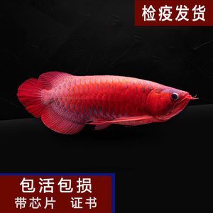 紅龍魚用什么藥檢疫：紅龍魚檢疫藥品牌推薦