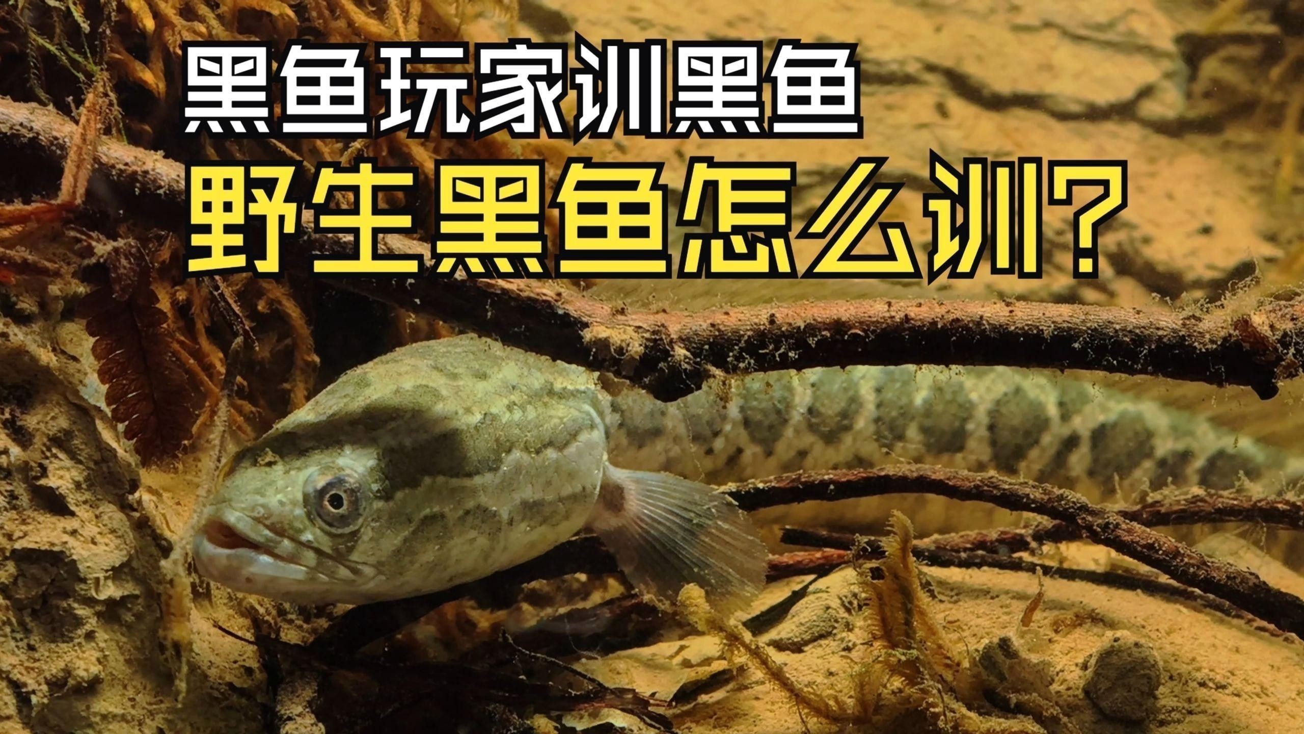 龍魚缸多大比較好：關于龍魚缸的問題