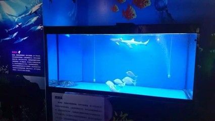 什么牌子龍魚缸性價比高又好用：什么牌子的龍魚缸性價比高又好用