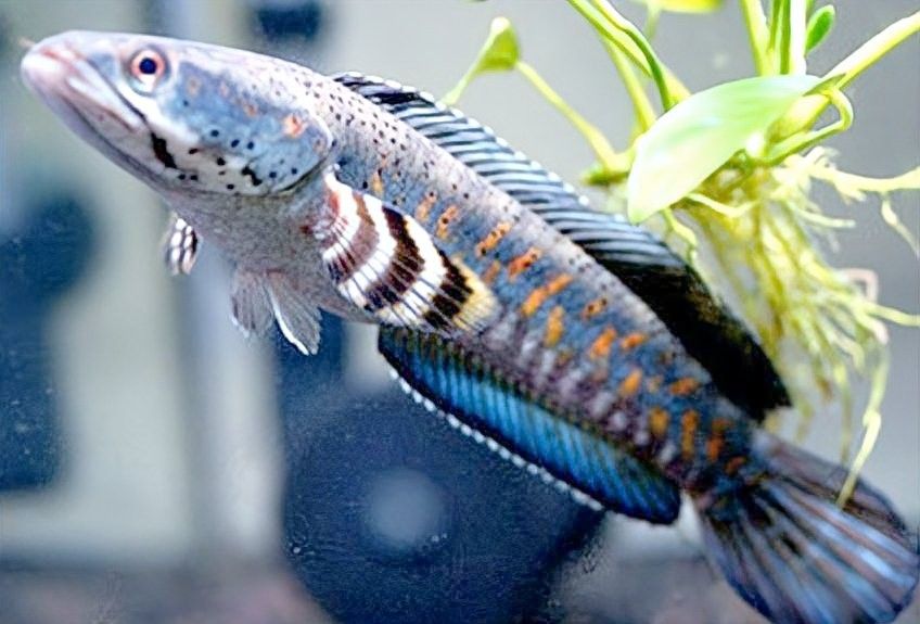雷龍魚觀賞魚能長多大 雷龍魚觀賞魚能長多大 龍魚百科 第2張