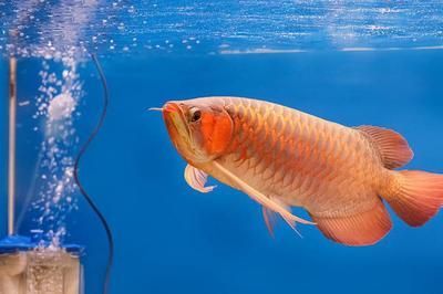 龍魚好不好養，為什么龍魚相對較難飼養，龍魚的飼養難度并不高，原因在這 龍魚好不好養，為什么龍魚相對較難飼養，龍魚的飼養難度并不高，原因在這 龍魚百科 第3張