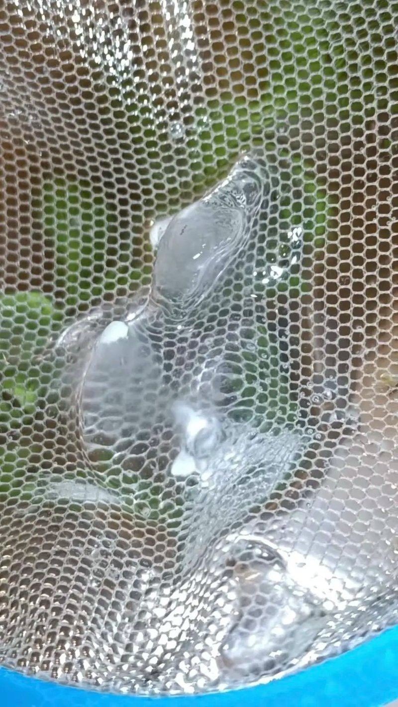 怎樣辨別六角龍魚的公母 怎樣辨別六角龍魚的公母 龍魚百科 第4張