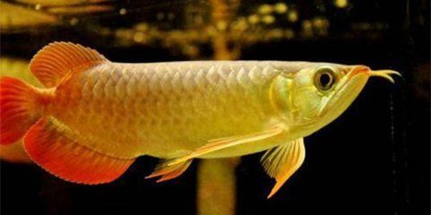 龍魚為什么只在上面游（為什么龍魚只在水面上游動？）